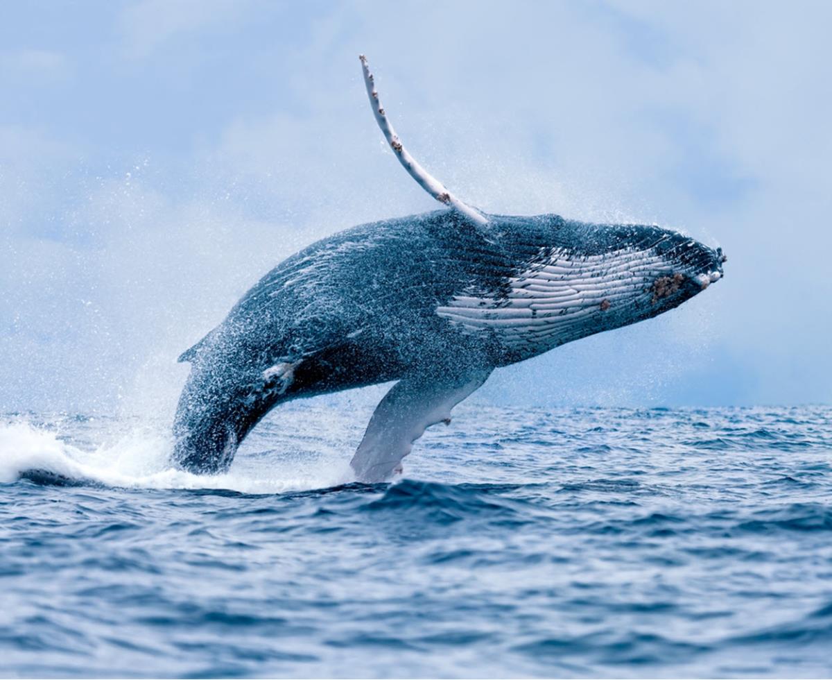 A humpback whale breaching 